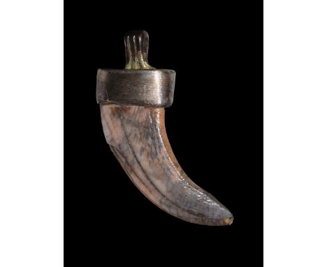 9th-12th century AD. A pendant with bear's claw set in a silver cap with ribbed integral suspension loop. Cf. Meaney, A. Angl