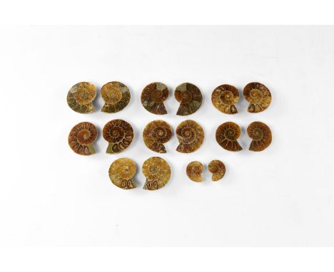 Cretaceous Period, Albian Stage, 113-100 million years BP. A group of eight small A-grade cut in half and polished Cleonicera