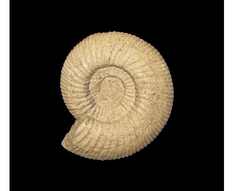 350-100 million years BP. A fossil Titanites sp. ammonite from the Tisbury Quarry, UK; accompanied by catalogue card. 5.15 kg