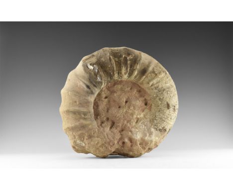 350-100 million years BP. A very large fossil ammonite from the Lower Greensand, Whale Chine, Atherfield, Isle of Wight, Hamp