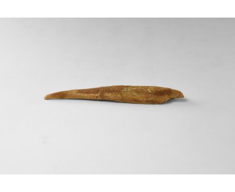 Mesozoic Era, 250-65 million years BP. A large dorsal spine from the extinct Hybodus sp. shark, showing excellent preserved d