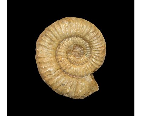 350-100 million years BP. A large ammonite fossil with an adhesive label to back reading: 'Lower Lias, Som', UK.   4.26 kg, 2