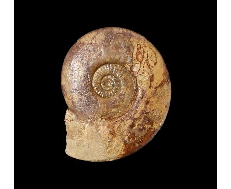 Middle Jurassic, Inferior Oolite, 174-166 million years BP. A fossil ammonite Leptosphinctes davidsoni from Sherborne, Dorset