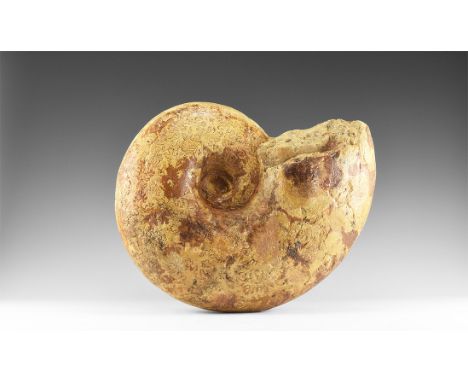 Jurassic Period, 350-100 million years BP. A very large Lytoceras ammonite fossil with clear and well exposed suturing. 22.41