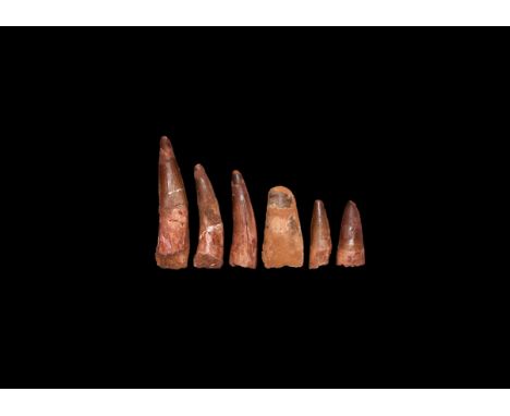 Cretaceous Period, Aptian Stage, 125-113 million years BP. A group of six large teeth from the dinosaur Spinosaurus maroccanu