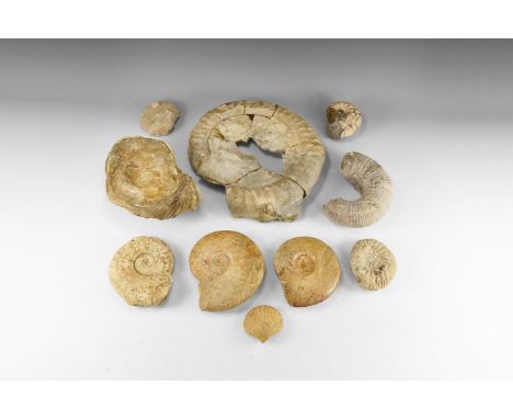 350-100 million years BP. A group of eight fossil ammonites of mixed species with an oyster fossil and one fossil mollusc, ma