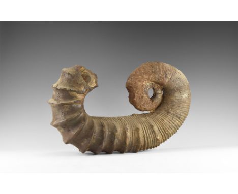 Early Cretaceous period, 125-100 million years BP. An unusually large specimen of the ammonite Australiceras gigas from the L