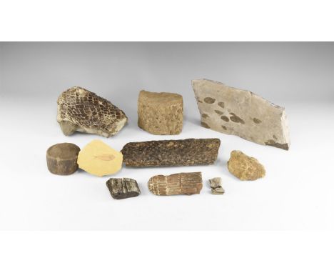 350-100 million years BP. A group of ten mixed fossils, including a sharks tooth belemnite, tree fern trunk (3), jet, Knighti