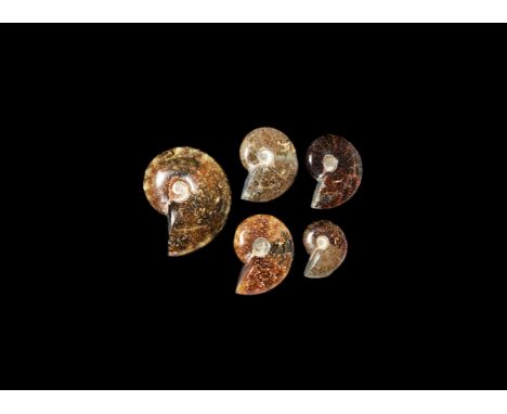 Cretaceous Period, Albian Stage, 113-100 million years BP. A group of five A-grade polished Cleoniceras sp. ammonites from Ma