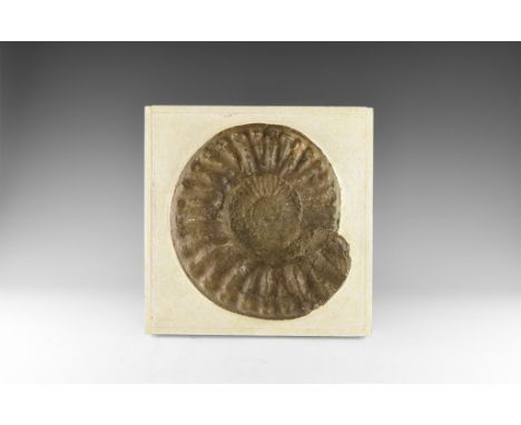 300-100 million years BP. A large ammonite fossil set into plaster or resin, in a wooden frame.   6.34 kg, 31cm frame, 25cm f
