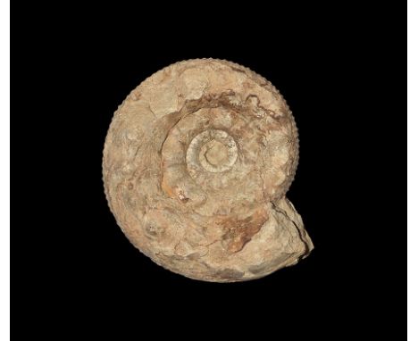350-100 million years BP. A fossil ammonite Teloceras blagdeni; accompanied by catalogue card, from the Oborne region of Dors