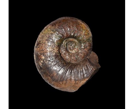 350-100 million years BP. A large fossil ammonite from the Lower Greensand, Whale Chine, Atherfield, Isle of Wight, UK; accom