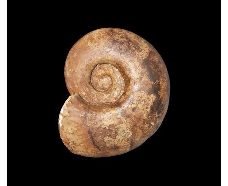 350-100 million years BP. A fossil ammonite Pachylytoceras sp. from the Inferior Oolite, Burton Bradstock, UK; accompanied by