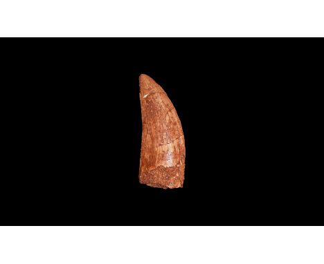 Cretaceous Period, 145-65 million years BP. A large example of a dinosaur tooth, Carcharodontosaurus saharicus (African T-rex