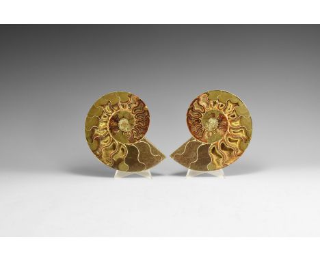 Jurassic Period, Bacocian Stage, 168-172 million years BP. An A-grade cut and polished Cleoniceras sp. ammonite discovered at