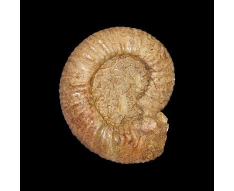 350-100 million years BP. A fossil ammonite Indosphinctes calvus (Sow), from Chippenham, Wiltshire, UK; accompanied by catalo