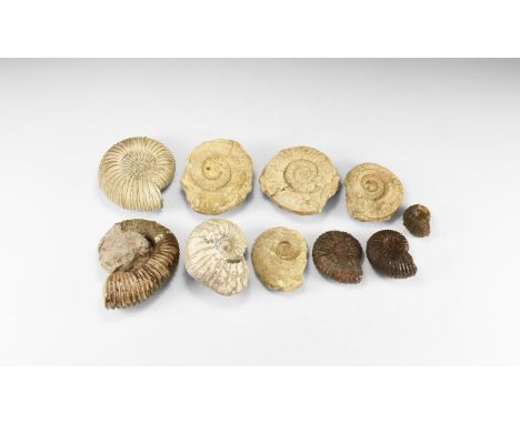 350-100 million years BP. A group of ten British fossil ammonites, four with collectors cards, two with Natural History Museu