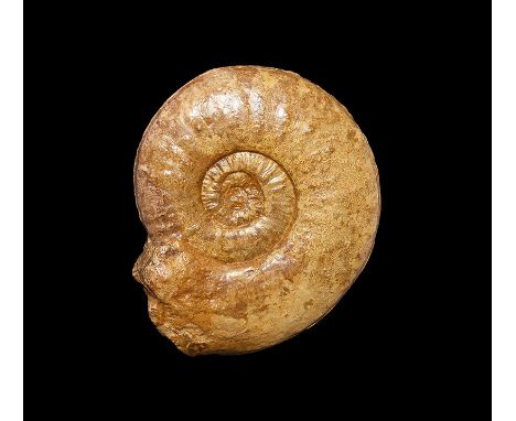 350-100 million years BP. A large fossil ammonite Sonninia (Papilliceras) cf. papillatum, from the Inferior Oolite, Horn Park