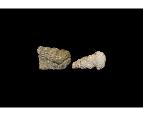 Lower Cretaceous period, 100-90 million years BP. A group of two Turrilites heteromorph ammonites from the Speeton Clay, one 