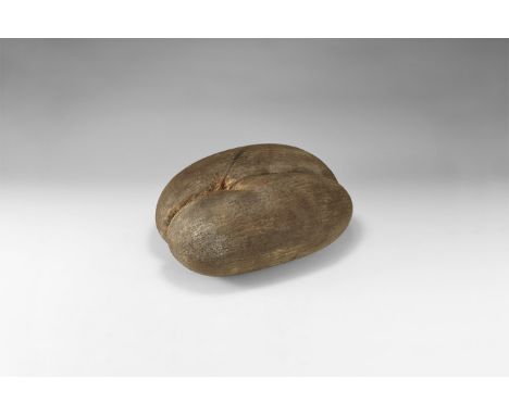 19th century AD. A large Coco de Mer nut, or Lodoicea, with fibrous husk and bi-lobed shape.   925 grams, 32cm (12 1/4"). Pro