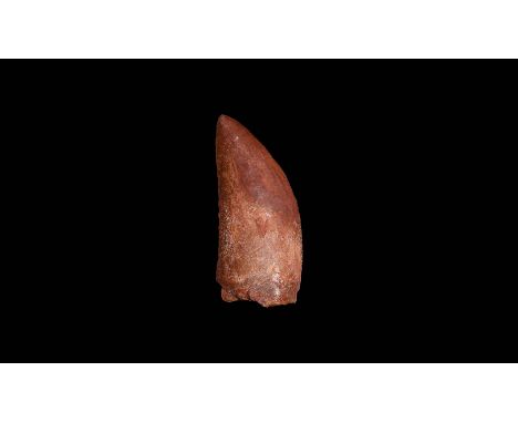 Cretaceous Period, 145-65 million years BP. A large example of a dinosaur tooth, Carcharodontosaurus saharicus (African T-rex