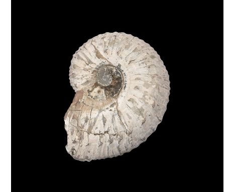 350-100 million years BP. A fossil ammonite Liparoceras sp., from the Lower Lias, Charmouth, UK; accompanied by catalogue car