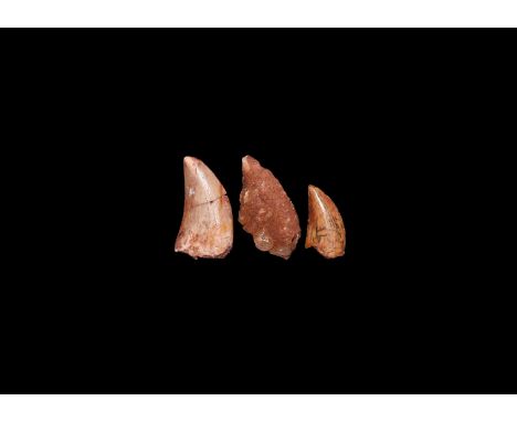 Cretaceous Period, 145-65 million years BP. A group of three Deltadromeus agilis raptor dinosaur teeth, from the Kem-Kem Basi