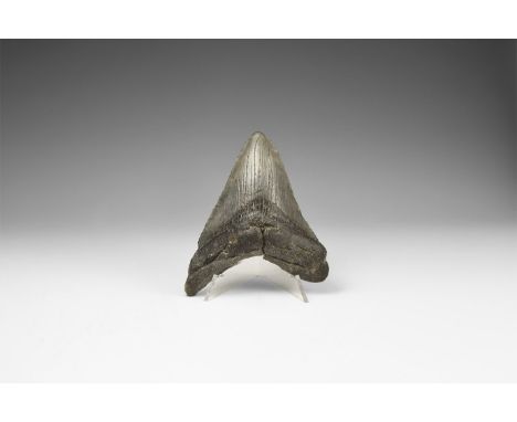Pliocene Period, 5.2 - 2.5 million years BP. A large Carcharocles megalodon shark tooth from Georgia, USA, with good serratio