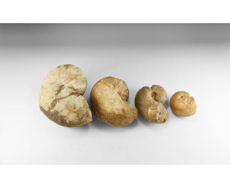 350-100 million years BP. A group of four large fossil nautiloids of mixed species   18.02 kg, 11-28cm (4 1/4 - 11"). Ex Coli