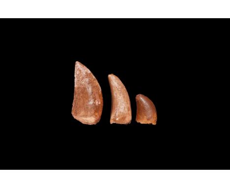 Cretaceous Period, 145-65 million years BP. A group of three dinosaur teeth comprising: two Carcharodontosaurus saharicus and