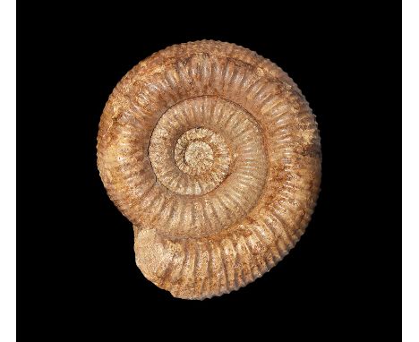 Middle Jurassic period, 175-160 million years BP. A fossil ammonite Kumatostephanus kumaterus(?); accompanied by catalogue ca