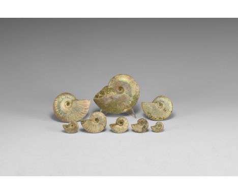 Cretaceous Period, Albian Stage, 113-100 million years BP. A group of eight natural iridescent rainbow shell Cleoniceras besa