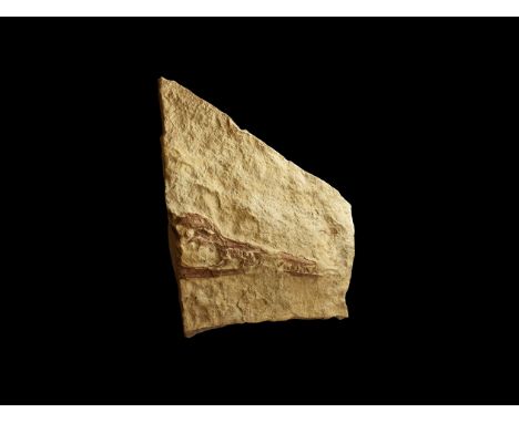 Jurassic period, 200-145 million years BP. A thick slab of limestone with a fossil Ichthyosaur skull, the skull absent behind