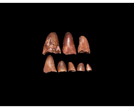 Upper Cretaceous Period, Cenomanian Phase, 100.5-93.9 million years BP. A selection of eight Sarcosuchus sp. crocodile teeth 
