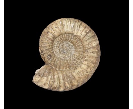 350-100 million years BP. A large fossil ammonite Megarietites meridionalis (Reynes), from the Lower Lias, Evercreek, Somerse