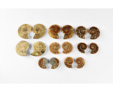 Cretaceous Period, Albian Stage, 113-100 million years BP. A group of eight small A-grade cut in half and polished Cleonicera