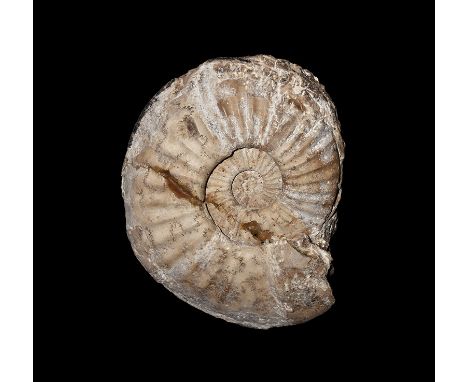Lower Lias, Sinemurian Stage, 199-190 million years BP. A fossil ammonite Asteroceras stellare with accompanying collection c