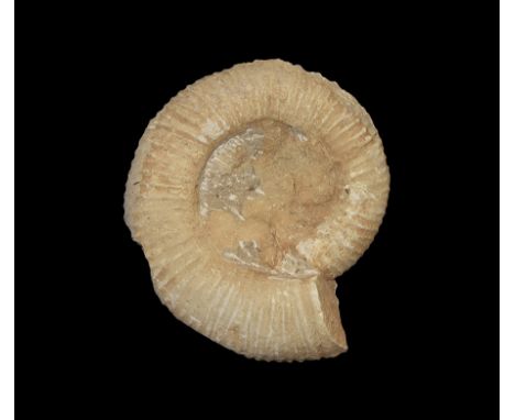 Upper Jurassic Period, 350-100 million years BP. A large fossil Perisphinctid Portlandian ammonite with good outer coil struc