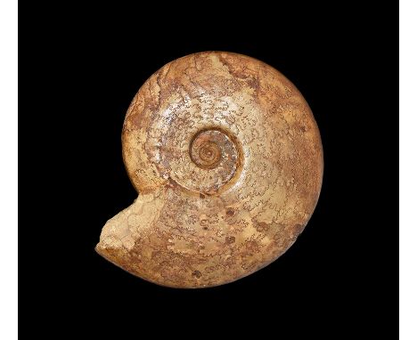 350-100 million years BP. A specimen of the fossil ammonite Leioceras, from Horn Park, Dorset, UK; accompanied by catalogue c