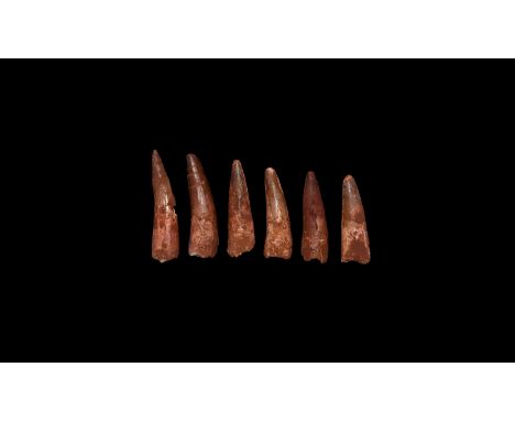 Cretaceous Period, Aptian Stage, 125-113 million years BP. A group of six large teeth from the dinosaur Spinosaurs maroccanus