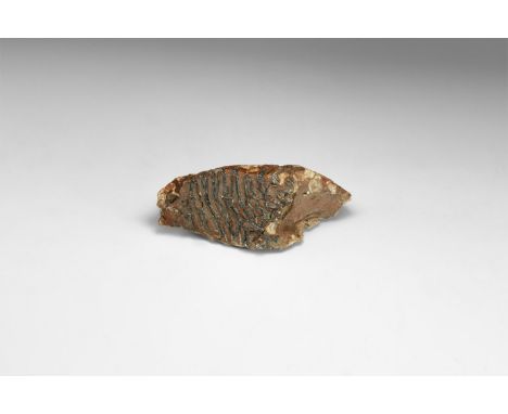 Pleistocene Period, 2.6 million years-11,700 years BP. A Mammuthus primigenius tooth from the Brown Bank, Lowestoft, Suffolk,