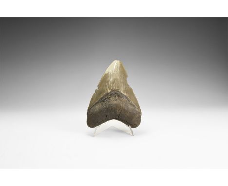 Pliocene Period, 5.2 - 2.5 million years BP. A large Carcharocles megalodon shark tooth from Georgia, USA, with good serratio