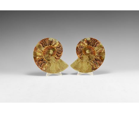 Jurassic Period, 200-145 million years BP. A sawn and polished pair of ammonite halves showing the inner chambered structure,