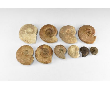 350-100 million years BP. A group of ten British fossil ammonites of mixed species, all accompanied by catalogue cards, six o