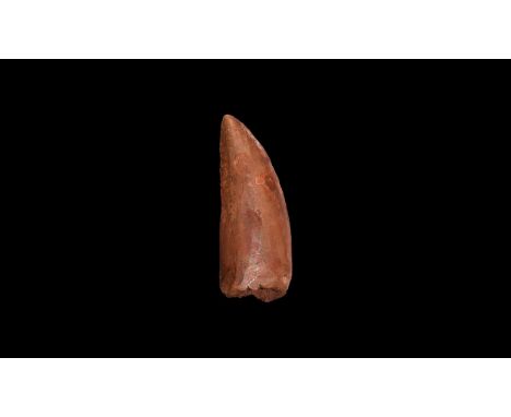 Cretaceous Period, 145-65 million years BP. A large example of a dinosaur tooth, Carcharodontosaurus saharicus (African T-rex