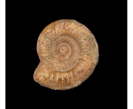 350-100 million years BP. A fossil Perisphinctid ammonite with good central structure. 1.79 kg, 16cm (6 1/4"). Ex Colin White