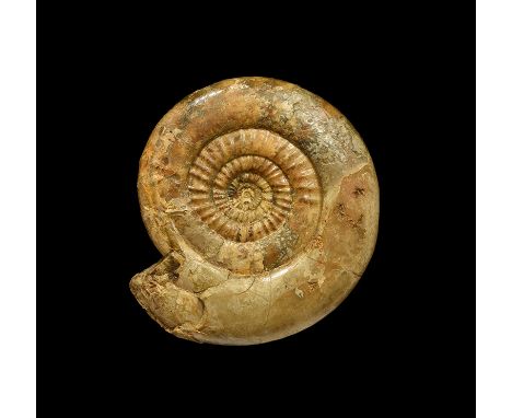 350-100 million years BP. A fossil ammonite Pictonia sp. with label reading: 'Pictonia species found at Purns Mill, Gillingha