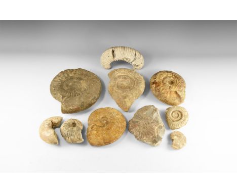 350-100 million years BP. A group of ten fossil ammonites of mixed species from Lias to Upper Jurassic Periods, including Emi