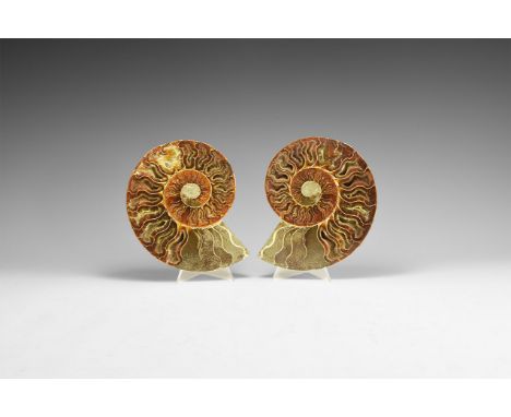 Jurassic Period, Bacocian stage, 168-172 million years BP. An A-grade cut and polished Cleoniceras sp. ammonite discovered at