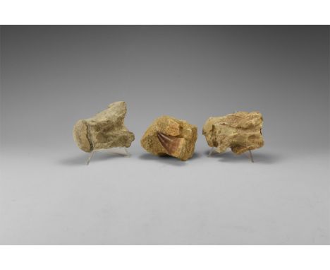 Lower Cretaceous Period, 120 million years BP. A group of two Mosasaur vertebrae from Kansas Chalk, USA, together with a larg